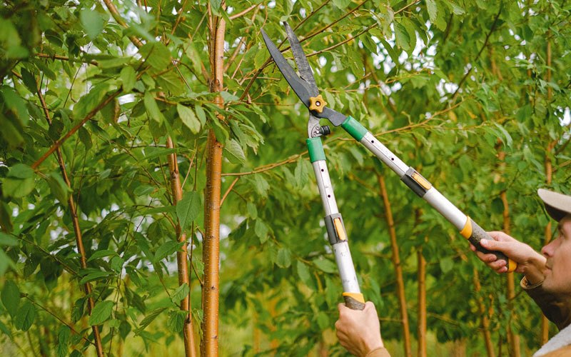 Tree trimming in Arenzville, IL